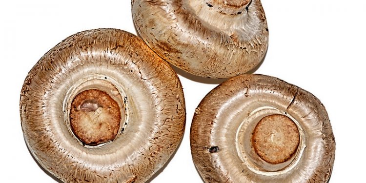 Champignons on White Background