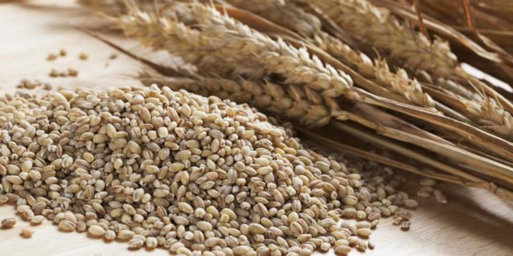 Is Pearl Barley More