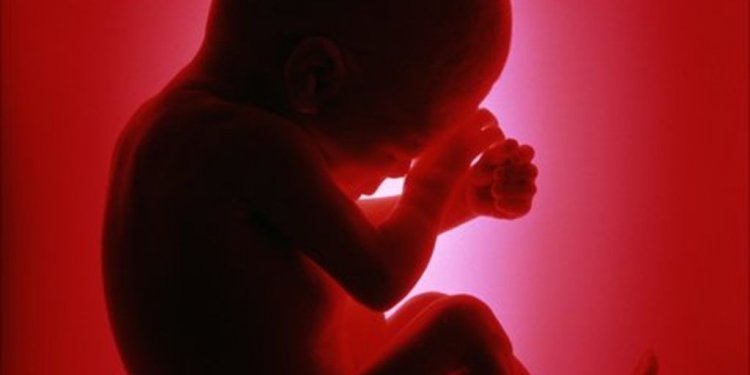 Mother s diet during pregnancy