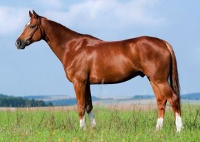 Determining Horses' bodyweight and Ideal state
