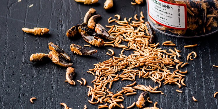 Eating Insects healthy