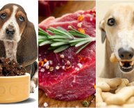 Healthy diet for dogs